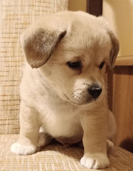 Pieski do oddania w dobre ręce