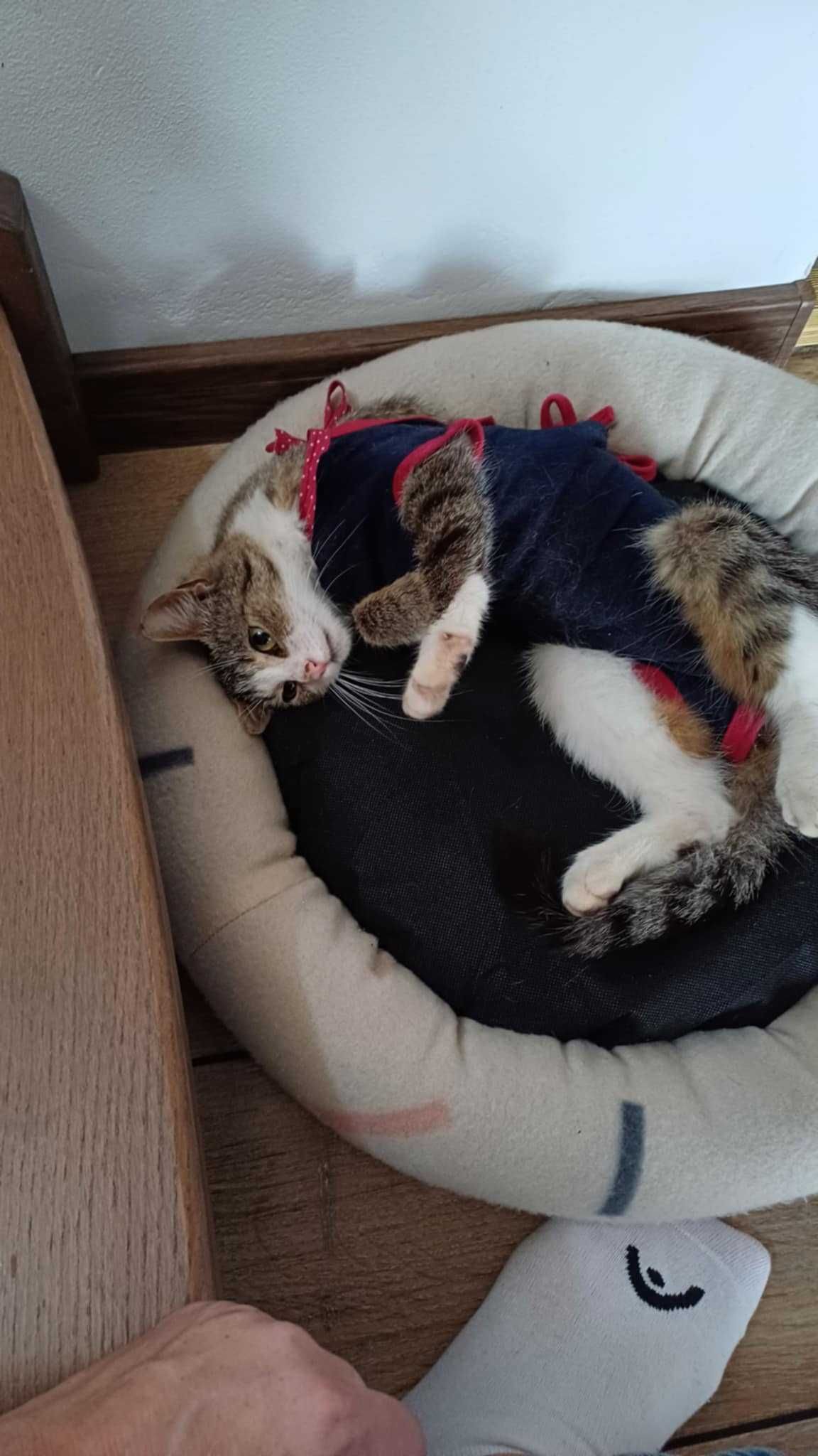 Mia młoda kotka do adopcji
