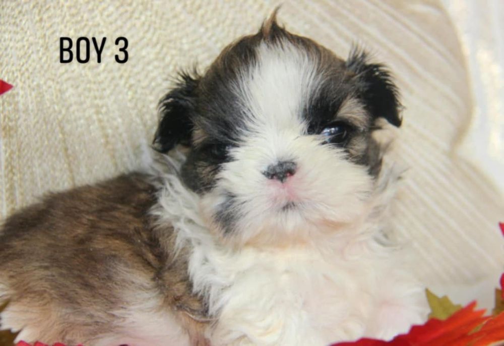 Shih- tzu piesek Zkwp FCI