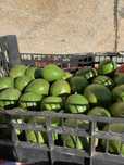 Abacates - 3€/kg