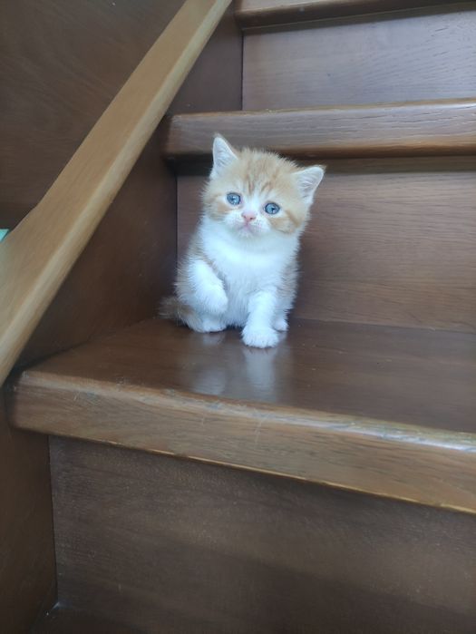 Породные шотландские котята,не вЕслоухие,а действительно вИслоухие!