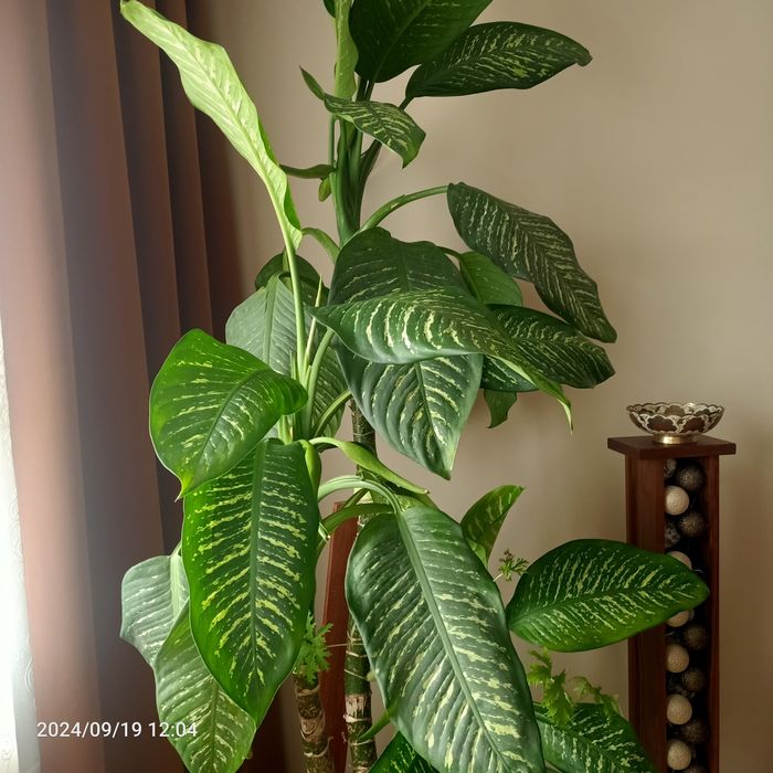 Difenbachia duża 2m