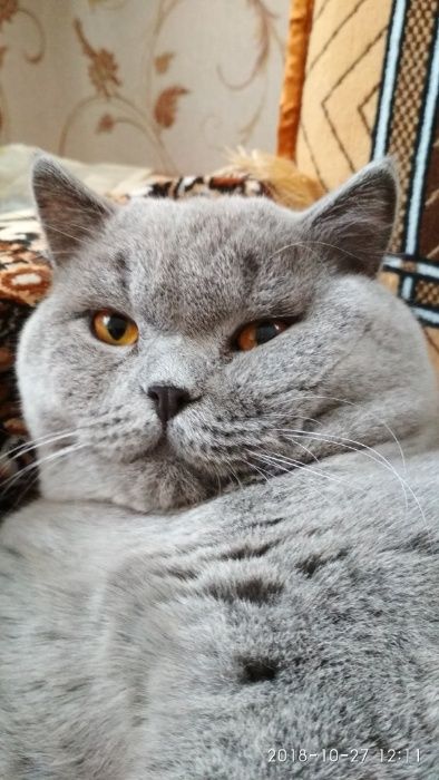 вязка кота голубого окраса