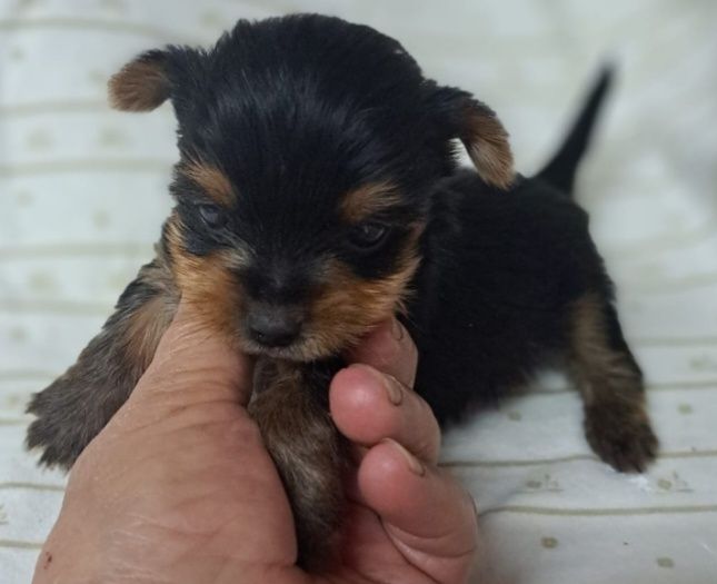 Yorkshire terrier Super Mini Fofo Exelenfte  ATENÇÃO  PREÇO SÓ HO