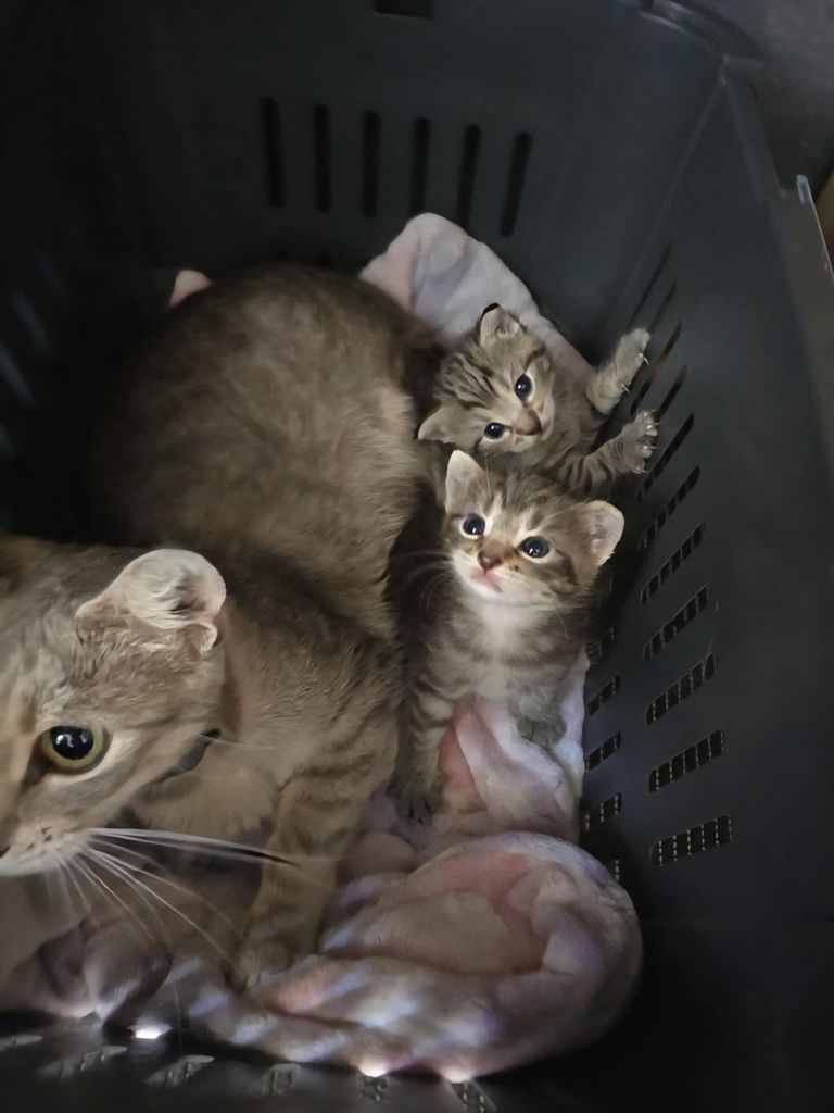 Mały kotek do adopcji - matka rasy Mau