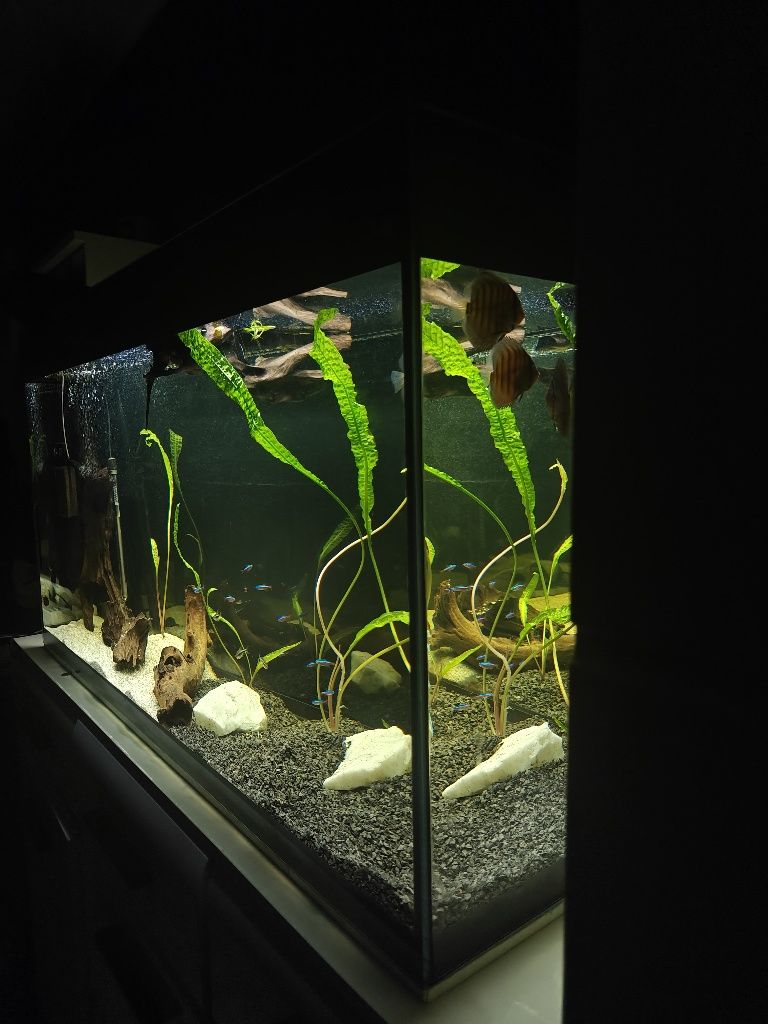 Aquael glossy 260l wraz z osprzętem w