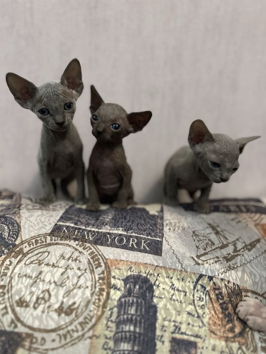 Кошенята канадский сфінкс