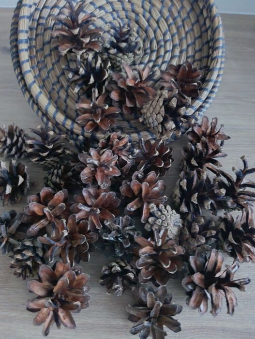 Szyszki sosny zwyklej