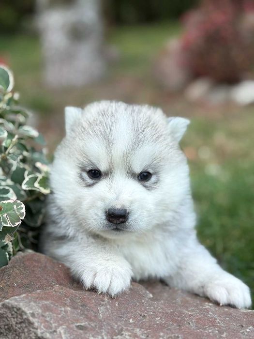 SIBERIAN HUSKY szczenię rodowodowe srebrno-biały  ZKwP