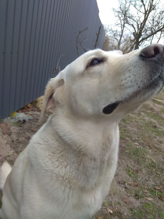 Вязка с шикарным лабрадором