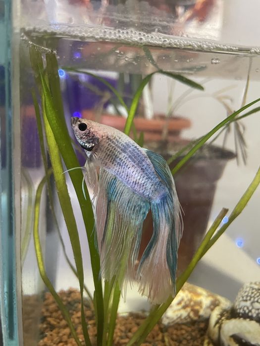 Рибка півник вуалевий