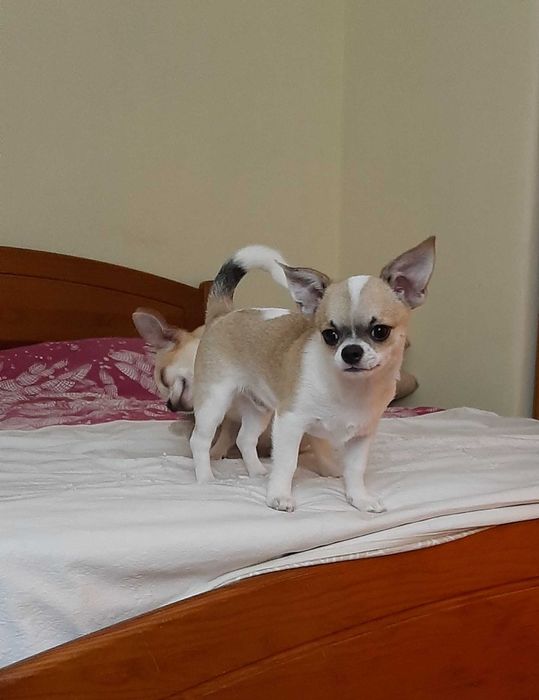 Chihuahua  mini toy