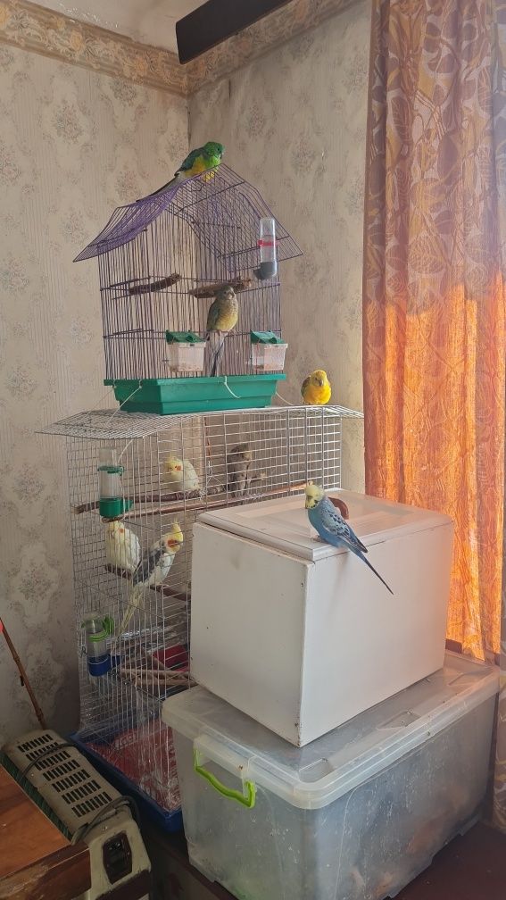 СУПЕР ЦЕНА! Ручной выставочный волнистый попугай Чех