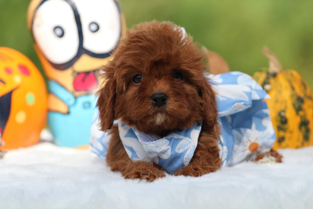 Cavapoo , cavadoodle