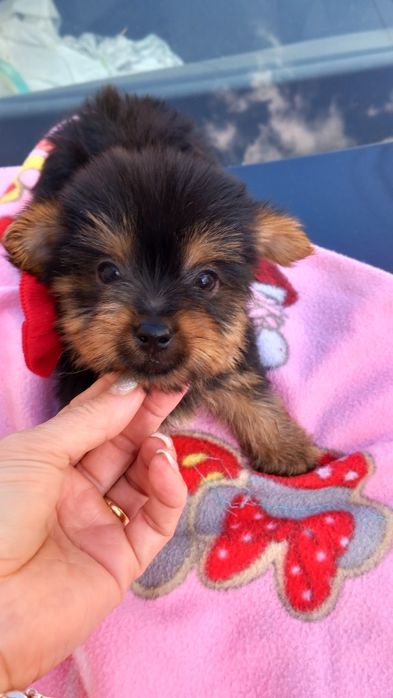 Yorkshire terrier  macho mini