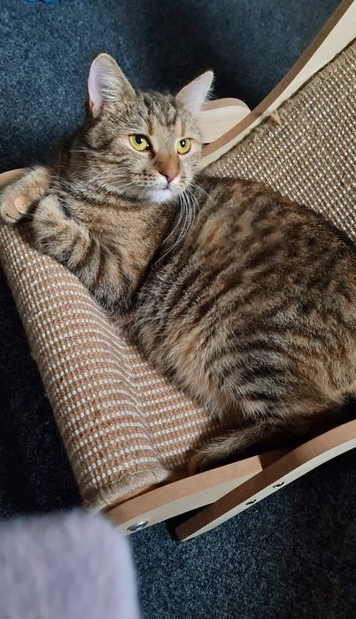 Молода киця смугаста до року