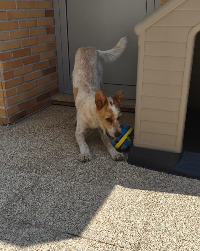 Oli, Cadela 8 meses porte Médio/Grande, esterilizada