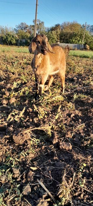 Кози англо нубіскі+аьпіскі