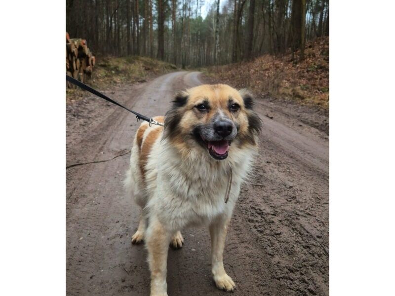 Wspaniała Idzia do adopcji!