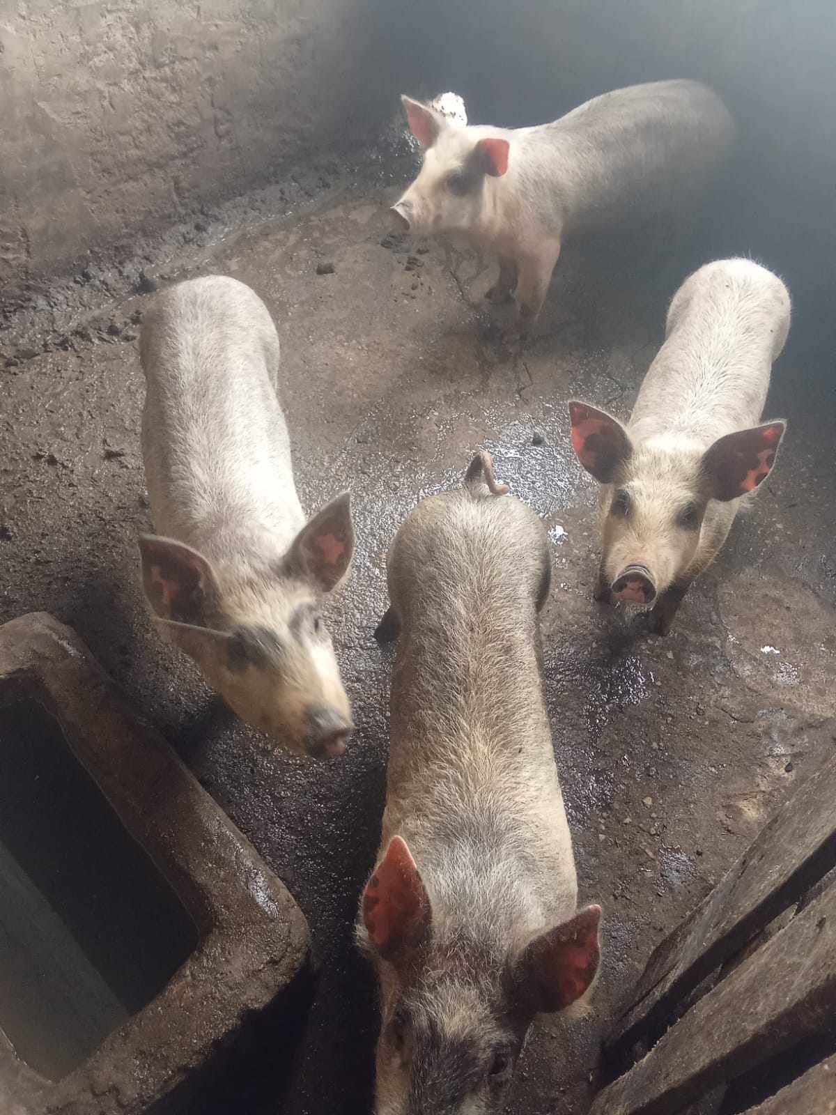 Vende-se Porcos na Moita