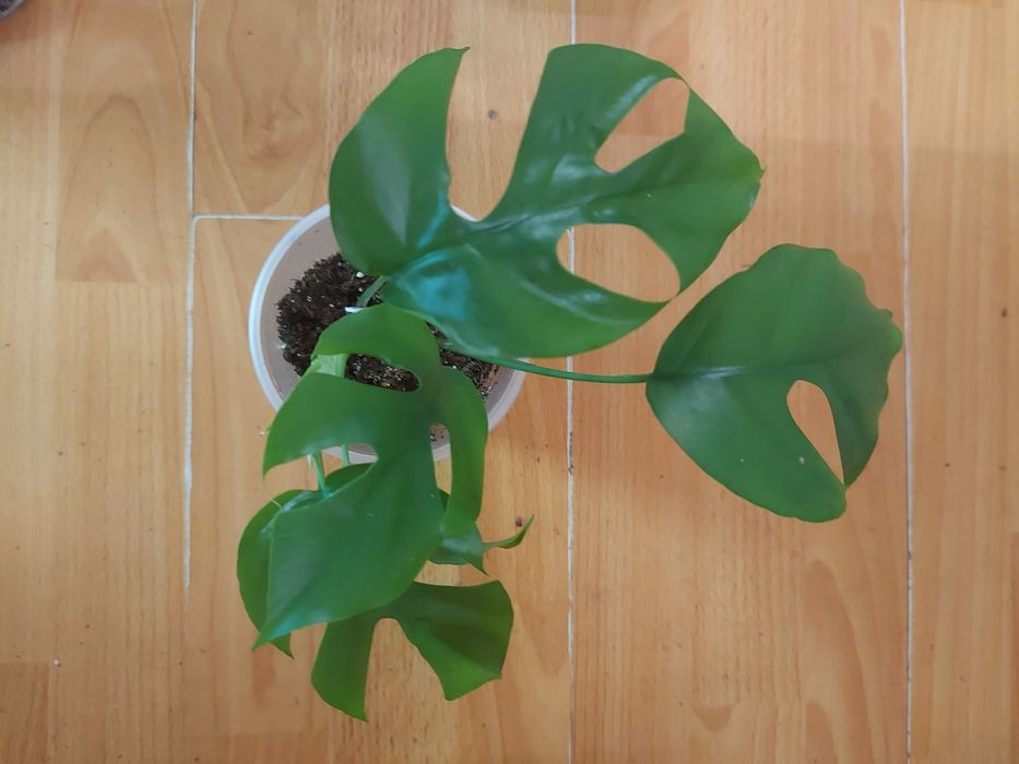 Кімнатні рослини