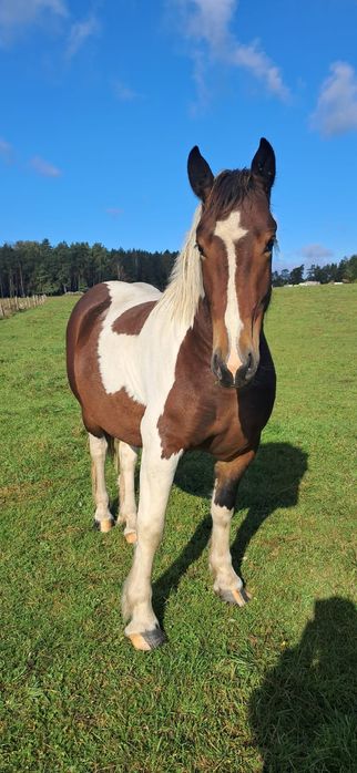 Klacz 3 lata srokata , zazrebiona