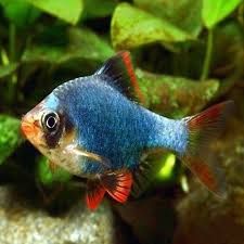 Срочно продам стаю барбусов мутантов г.Лозовая