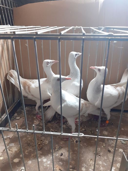 Srebrniak Masłowy pasiaty