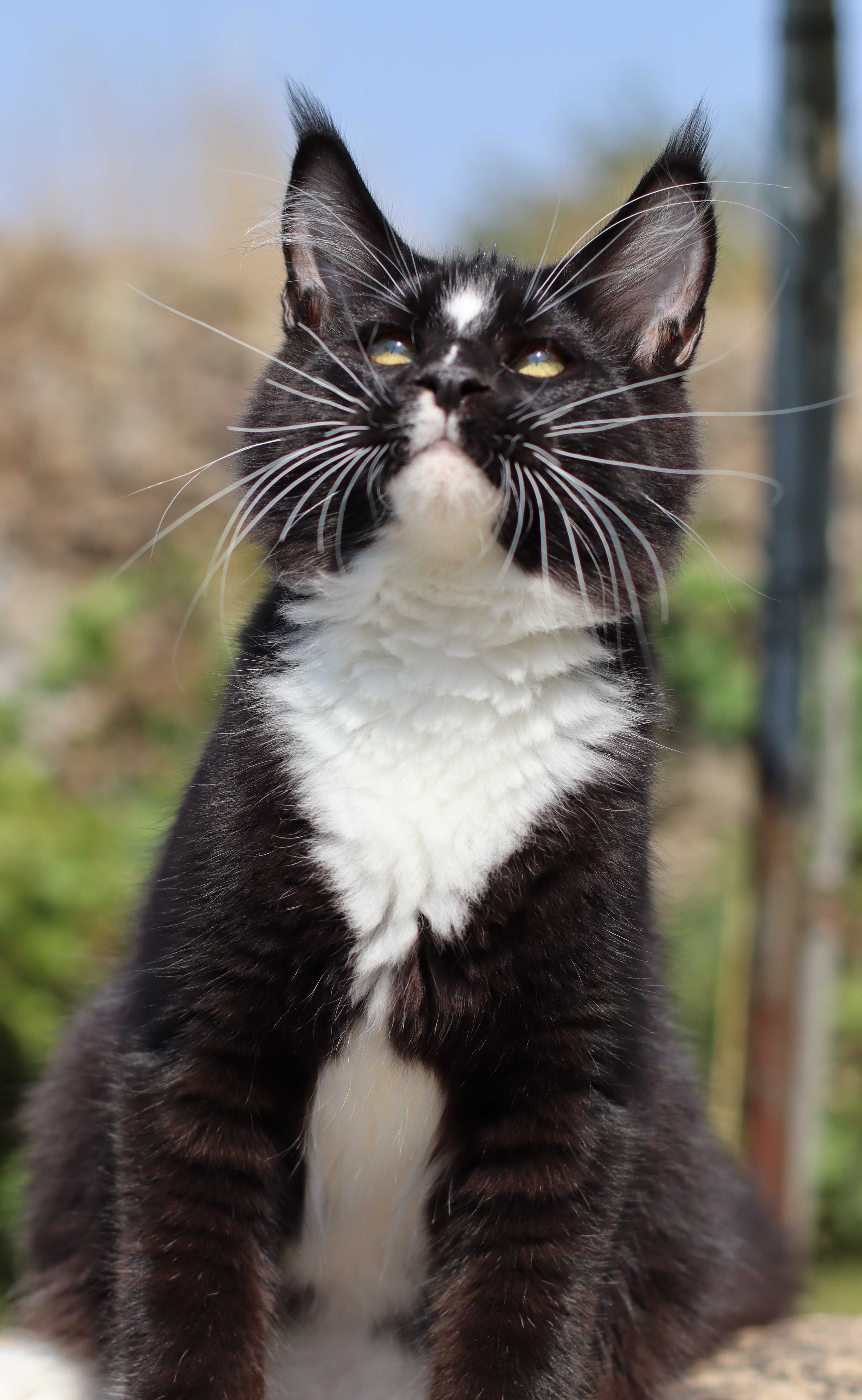 Gatinho Maine coon macho com LOP