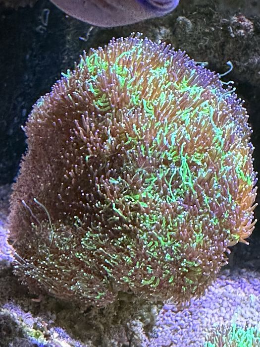 Galaxea Bicolor XXL matecznik