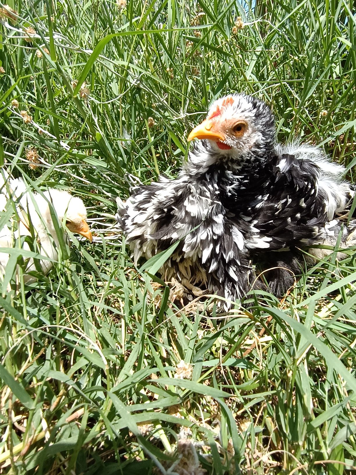 Pekins lavanda e Black mottled frisados com dois meses
