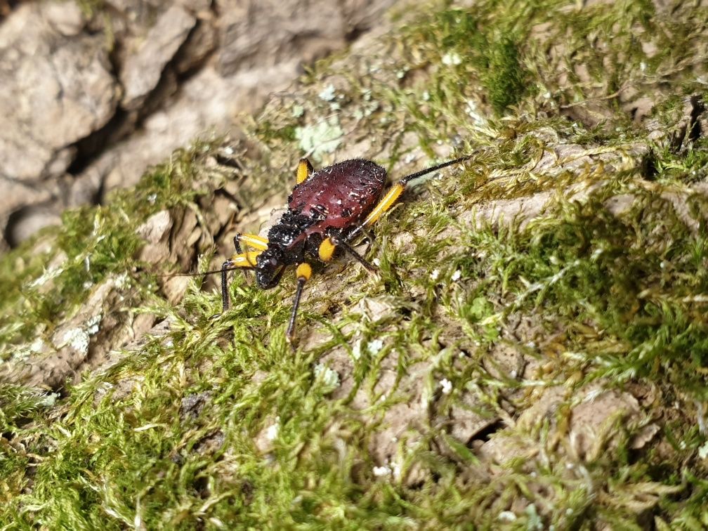 Хижі клопи platymeris biguttata,клопы-хищнецы