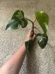Philodendron white princess