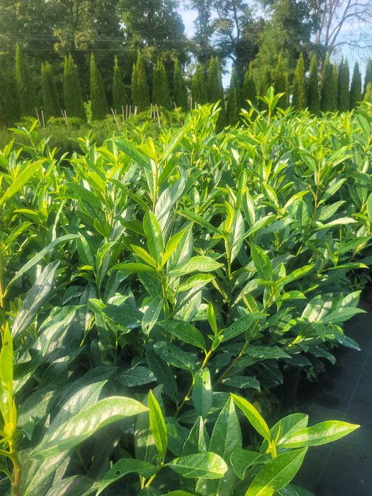 Laurowiśnia rozkrzewiona doniczka 5litrów