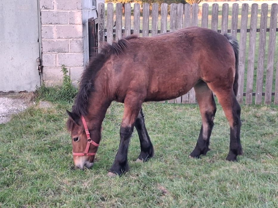 Źrebica zimnokrwista