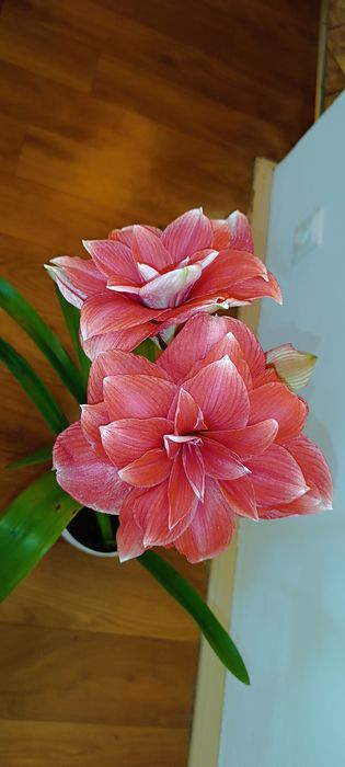 Amarylis hippeastrum Double Dream różowy