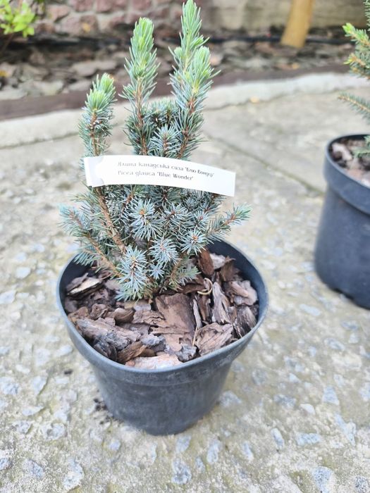 Продаж хвойних рослин, ялинки, сосни, ялівці, ломикамінь, камнєломка