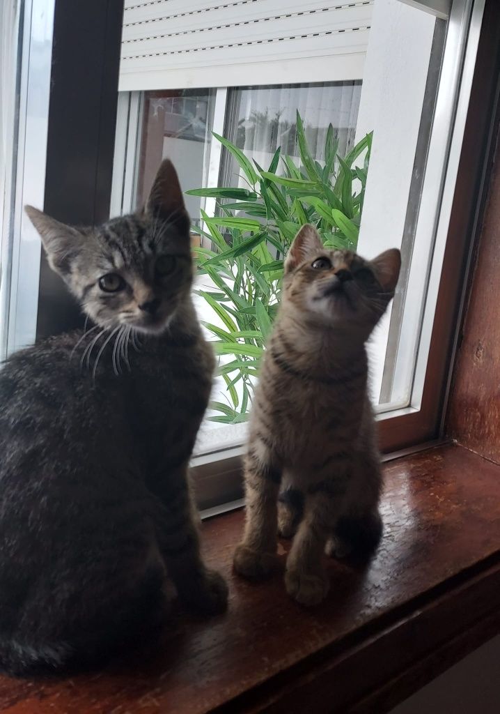 Gatinhos bebés para adoção