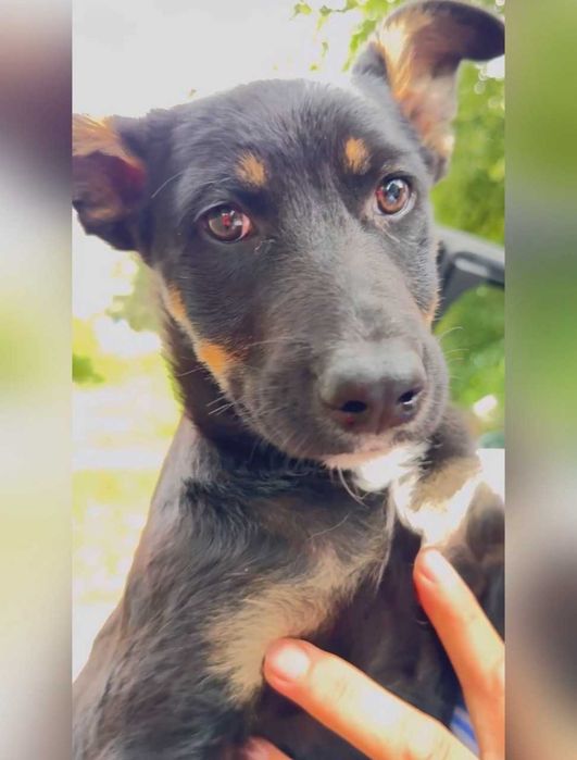 Цуценята, кошенята