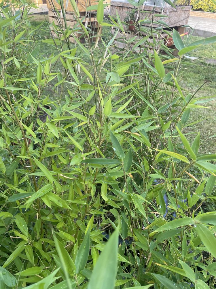 Vaso grande de bambu