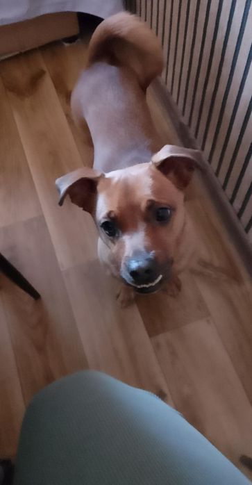 Oddam pieska w dobre rece