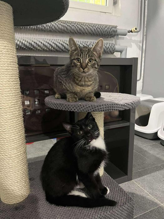 Kocurek Cyryl szuka domku