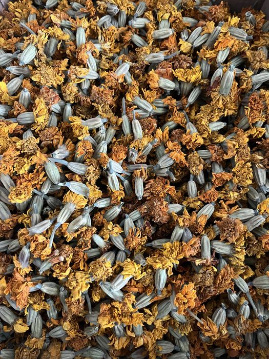 Чорнобривці квіти насіння