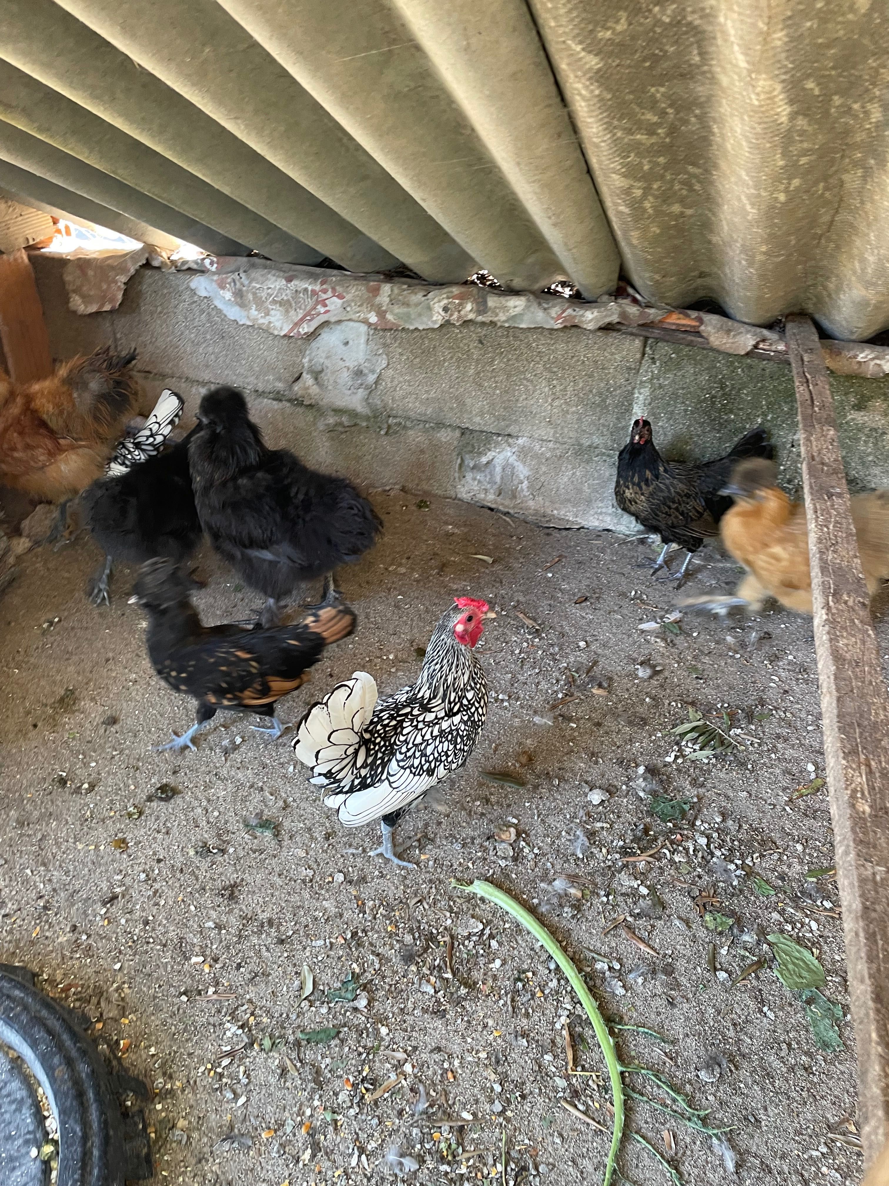 Aves ornamentais sebright
