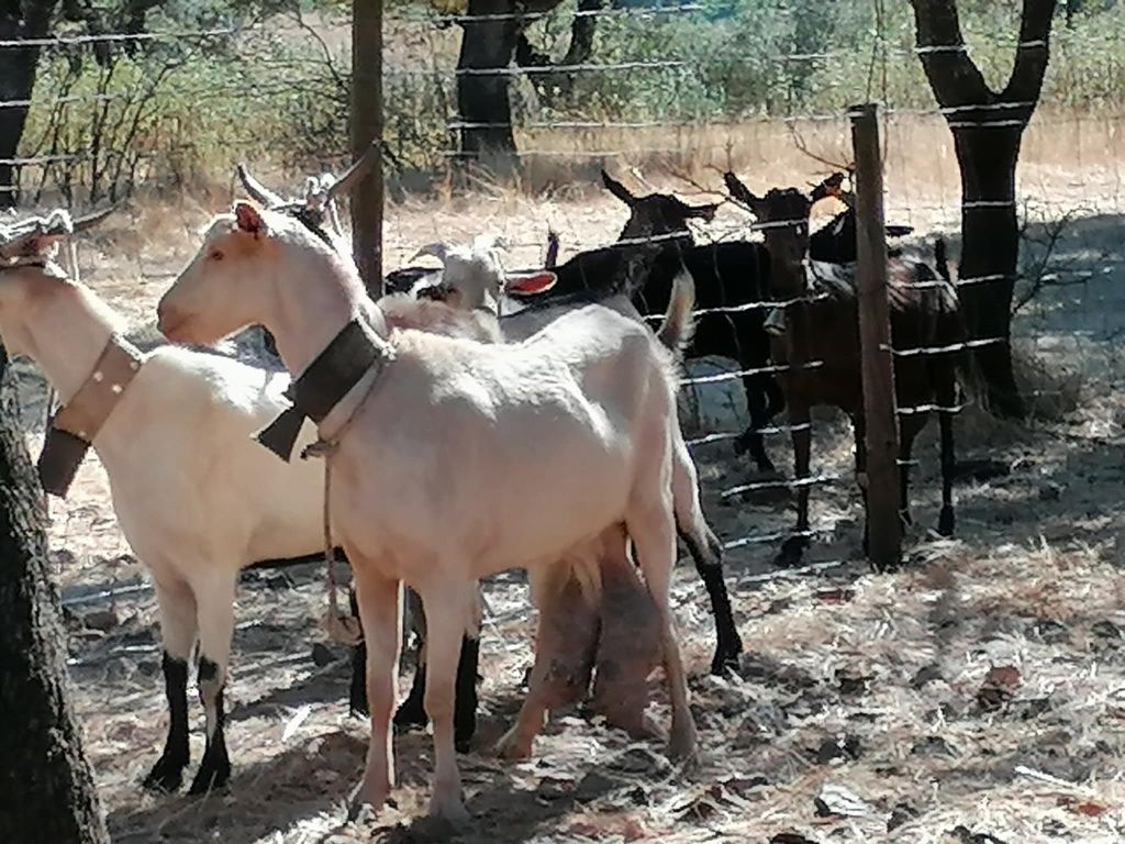 Cabras para venda