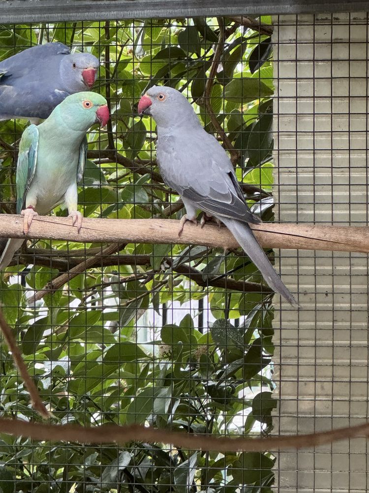 Ring Necks - Aves de 2024