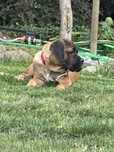 Suczka Cane Corso Italiano FCI