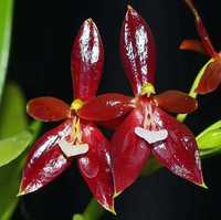 продам НЕ ЦВЕТУЩИЕ подростки орхидей супер азиатские сорта ОДЕССА