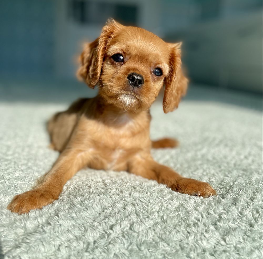 Cavalier king charles spaniel