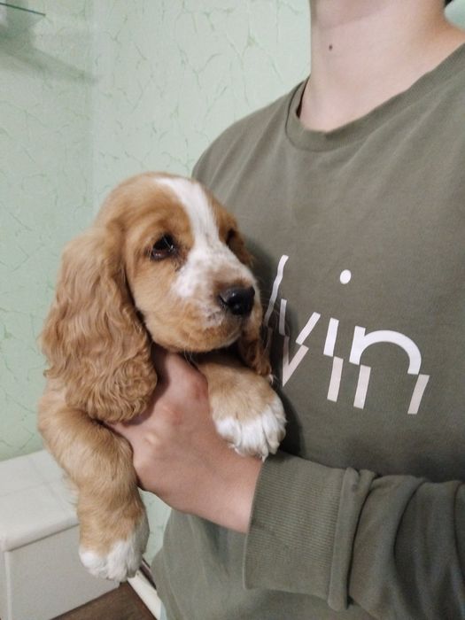 Щенки кокер спаниелья